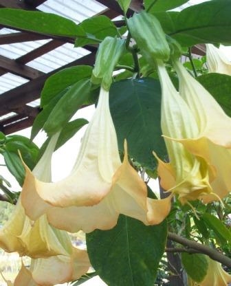 Orange Angel's Trumpet, Wedding Bells,Brugmansia x candida orange form, copyright © almostedenplants.com